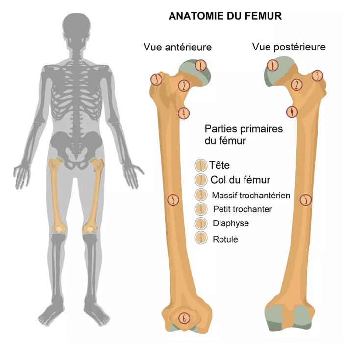 Femur gross proximal distal lva1 inferior body