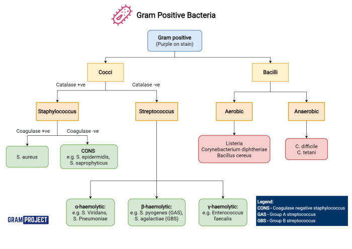 Gram negative bacteria positive staining