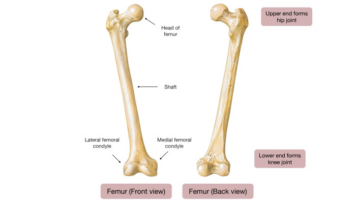 Choose the correct translation for the root femor/o